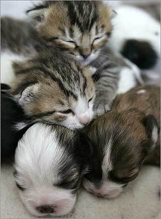 Pics Of Puppies And Kittens Together. +of+puppies+and+kittens