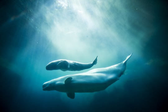 beluga whale cartoon. eluga whale calf.